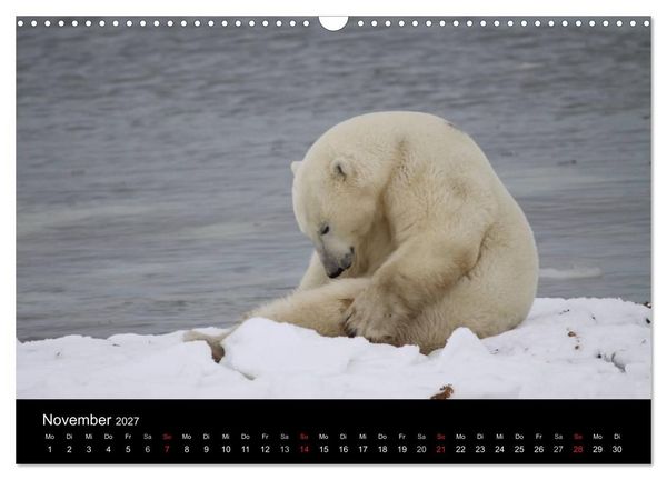 Produktbild: Arktische Tr&auml;ume - Eisb&auml;ren in Kanada (Wandkalender 2027 DIN A3 quer), CALVENDO Monatskalender