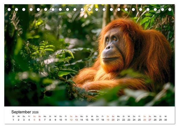 Produktbild: Orang Utans - Leben in den Baumkronen (Tischkalender 2026 DIN A5 quer), CALVENDO Monatskalender