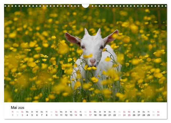 Produktbild: Bunte Welt des Bauernhofs (Wandkalender 2026 DIN A3 quer), CALVENDO Monatskalender