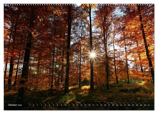 Produktbild: B&auml;ume (Wandkalender 2026 DIN A2 quer), CALVENDO Monatskalender