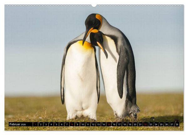 Produktbild: Pinguine - Watscheln im festlichen Kleid (hochwertiger Premium Wandkalender 2026 DIN A2 quer), Kunstdruck in Hochglanz