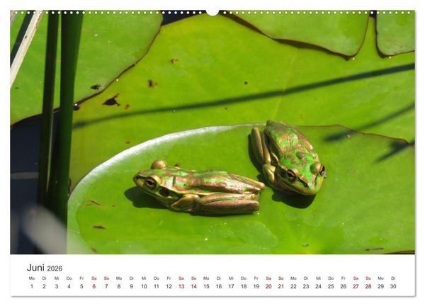 Produktbild: Fr&ouml;sche - Die wundersch&ouml;ne Welt der bunten H&uuml;pfer. (Wandkalender 2026 DIN A2 quer), CALVENDO Monatskalender