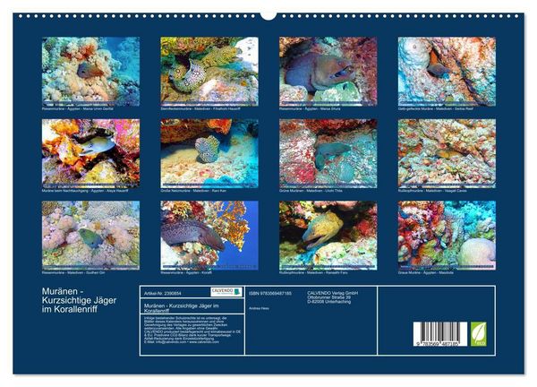Produktbild: Mur&auml;nen - Kurzsichtige J&auml;ger im Korallenriff (Wandkalender 2027 DIN A2 quer), CALVENDO Monatskalender