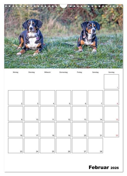 Produktbild: Entlebucher Sennenhunde begleiten Sie durch das Jahr (Wandkalender 2026 DIN A3 hoch), CALVENDO Monatskalender