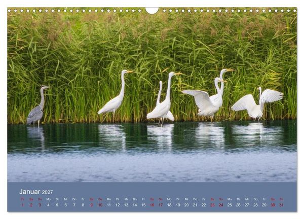 Produktbild: Reiher in der Elbmarsch (Wandkalender 2027 DIN A3 quer), CALVENDO Monatskalender