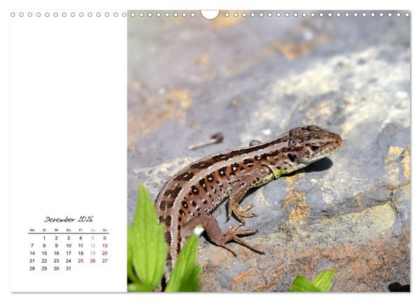 Produktbild: Eidechsen, flinke R&auml;uber (Wandkalender 2026 DIN A3 quer), CALVENDO Monatskalender