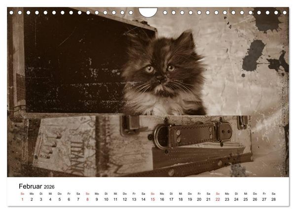 Produktbild: Oma's Katzenkalender 2026 (Wandkalender 2026 DIN A4 quer), CALVENDO Monatskalender