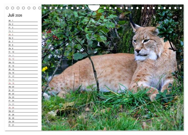 Produktbild: Der Luchs - Der J&auml;ger auf leisen Pfoten (Wandkalender 2026 DIN A4 quer), CALVENDO Monatskalender