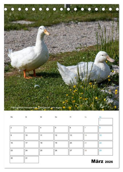 Produktbild: Liebenswerte Landtiere (Tischkalender 2026 DIN A5 hoch), CALVENDO Monatskalender
