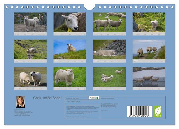 Produktbild: Ganz sch&ouml;n Schaf (Wandkalender 2026 DIN A4 quer), CALVENDO Monatskalender