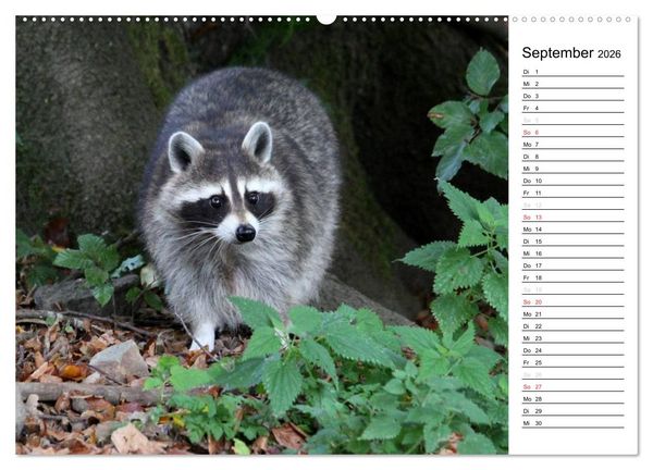 Produktbild: Der kleine R&auml;uber mit Maske - Waschb&auml;ren (hochwertiger Premium Wandkalender 2026 DIN A2 quer), Kunstdruck in Hochglanz