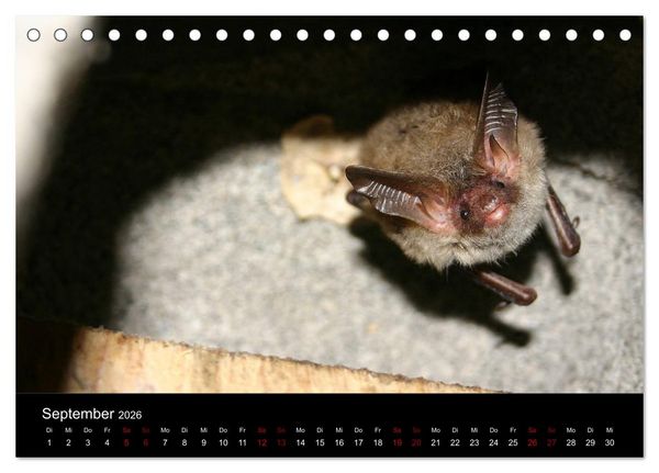 Produktbild: Flederm&auml;use - J&auml;ger der Nacht (Tischkalender 2026 DIN A5 quer), CALVENDO Monatskalender