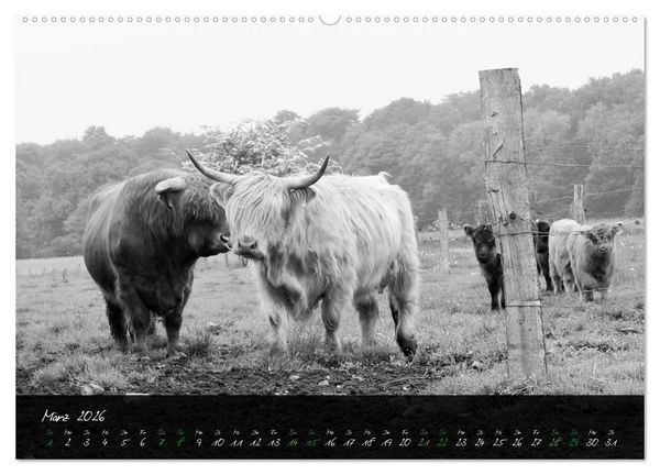 Produktbild: Highland Cattle vom Nordlicht - Faszination Hochland Rind (hochwertiger Premium Wandkalender 2026 DIN A2 quer), Kunstdruck in Hochglanz