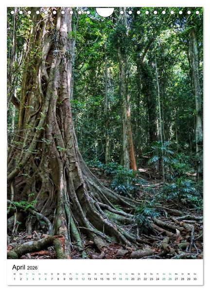 Produktbild: Regenwald - Australien (Wandkalender 2026 DIN A4 hoch), CALVENDO Monatskalender