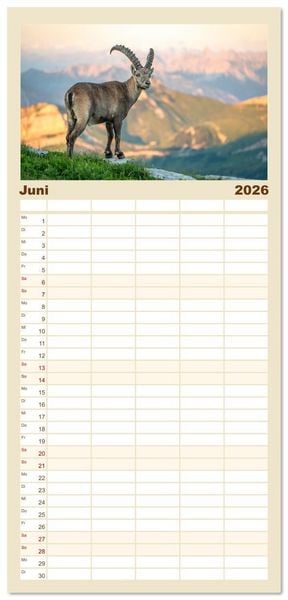 Produktbild: Familienplaner 2026 - Steinb&ouml;cke - Eindr&uuml;ckliche K&ouml;nige der Alpen mit 5 Spalten (Wandkalender, 21 x 45 cm) CALVENDO