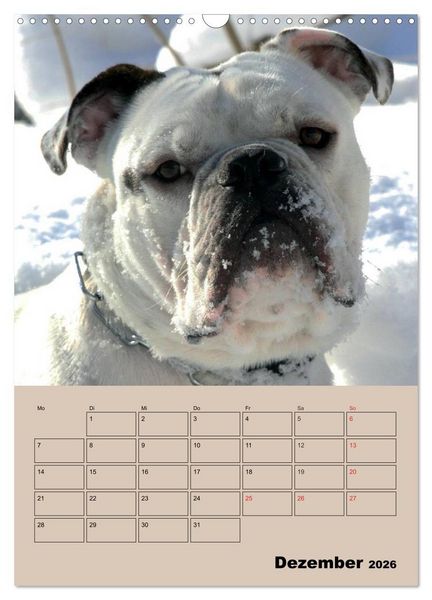 Produktbild: Bulldoggen-Gesichter (Wandkalender 2026 DIN A3 hoch), CALVENDO Monatskalender