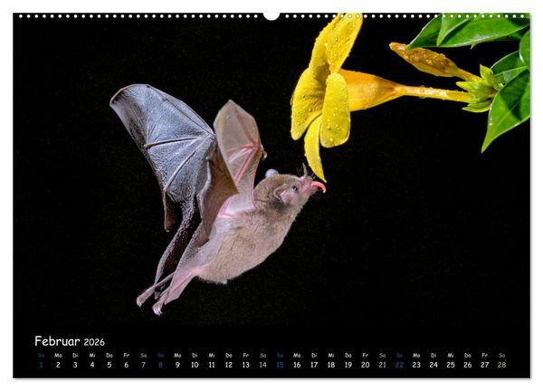 Produktbild: Flederm&auml;use - kleine Vampire (hochwertiger Premium Wandkalender 2026 DIN A2 quer), Kunstdruck in Hochglanz