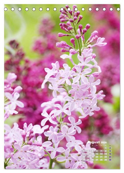 Produktbild: Fliederbl&uuml;te (Tischkalender 2026 DIN A5 hoch), CALVENDO Monatskalender