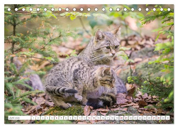 Produktbild: Wildkatzenbabys - wild und zuckers&uuml;&szlig;. (Tischkalender 2026 DIN A5 quer), CALVENDO Monatskalender