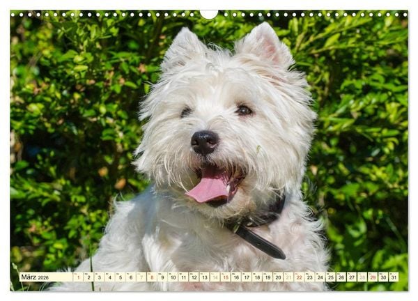Produktbild: Kobold auf 4 Pfoten - West Highland White Terrier (Wandkalender 2026 DIN A3 quer), CALVENDO Monatskalender
