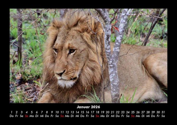 Produktbild: L&ouml;wen in der Wildnis 2026 Fotokalender DIN A3