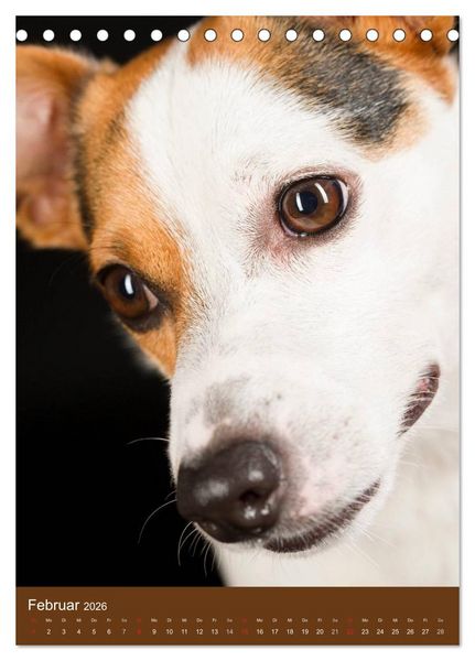 Produktbild: Jack Russell Terrier (Tischkalender 2026 DIN A5 hoch), CALVENDO Monatskalender