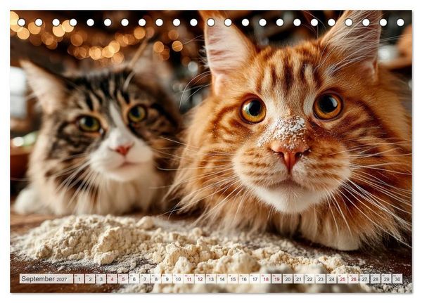 Produktbild: Katzen - Jeder Moment ein Abenteuer (Tischkalender 2027 DIN A5 quer), CALVENDO Monatskalender