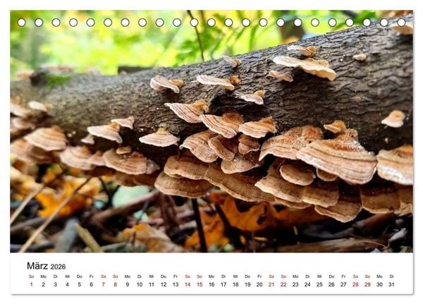Produktbild: Pilze - Geheimnisvolle Herrscher der W&auml;lder (Tischkalender 2026 DIN A5 quer), CALVENDO Monatskalender