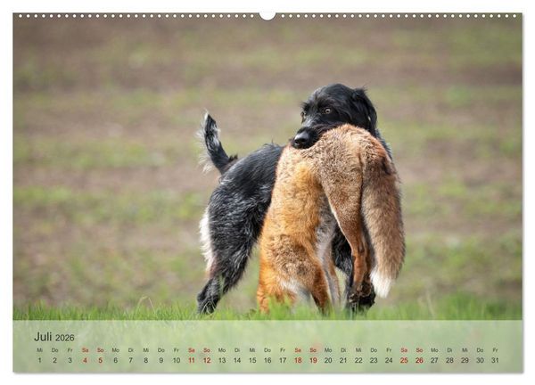 Produktbild: Treue Jagdgef&auml;hrten - Der Deutsch Drahthaar (Wandkalender 2026 DIN A2 quer), CALVENDO Monatskalender