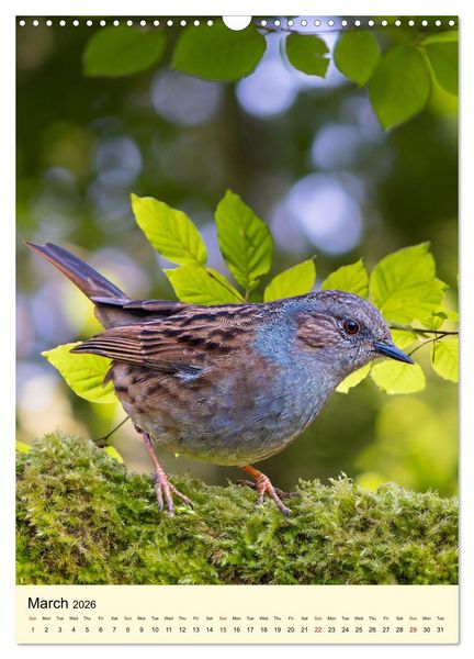 Produktbild: Shy forest birds (Wall Calendar 2026 DIN A3 portrait), CALVENDO 12 Month Wall Calendar