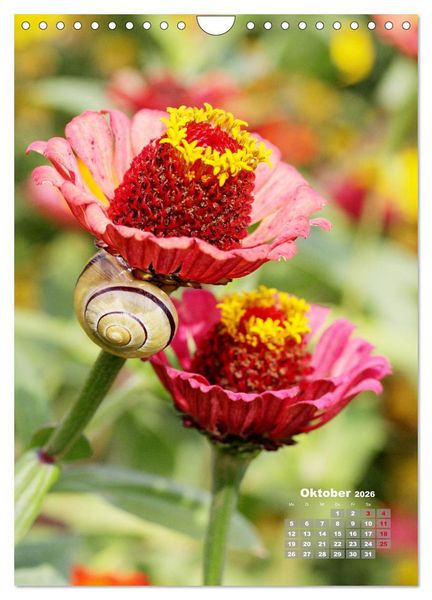 Produktbild: Zinnien im Garten (Wandkalender 2026 DIN A4 hoch), CALVENDO Monatskalender