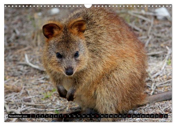 Produktbild: Australiens Tierwelt (Wandkalender 2026 DIN A3 quer), CALVENDO Monatskalender