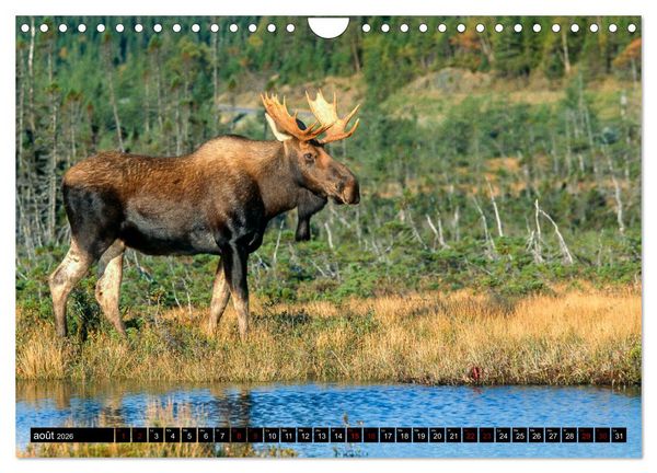 Produktbild: LE G&Eacute;ANT DES FOR&Ecirc;TS CANADIENNES (Calendrier mural 2026 DIN A4 vertical), CALVENDO calendrier mensuel