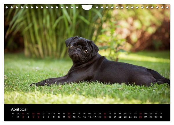 Produktbild: Vermopst durchs Jahr (Wandkalender 2026 DIN A4 quer), CALVENDO Monatskalender