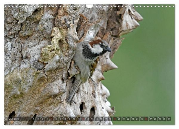Produktbild: Heimische Singv&ouml;gel in Feld und Flur (Wandkalender 2026 DIN A3 quer), CALVENDO Monatskalender