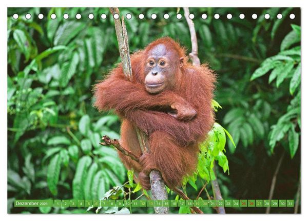 Produktbild: Leben im Dschungel: Der Regenwald ist ein Paradies f&uuml;r Tiere (Tischkalender 2026 DIN A5 quer), CALVENDO Monatskalender