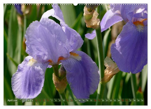 Produktbild: Iris - mond&auml;ne Gartensch&ouml;nheit (hochwertiger Premium Wandkalender 2026 DIN A2 quer), Kunstdruck in Hochglanz