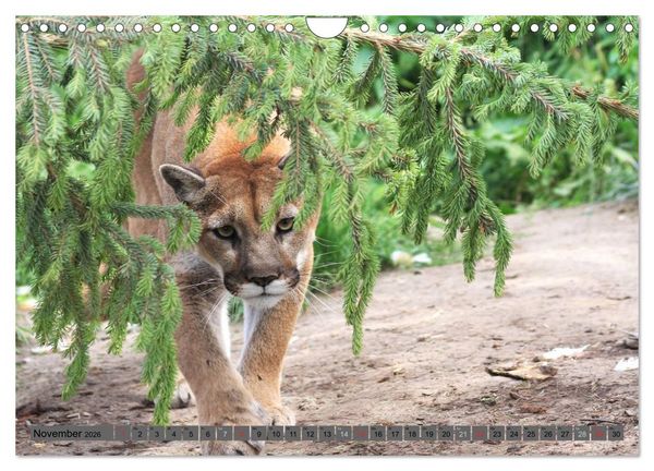 Produktbild: Wildtiere Nordamerikas (Wandkalender 2026 DIN A4 quer), CALVENDO Monatskalender