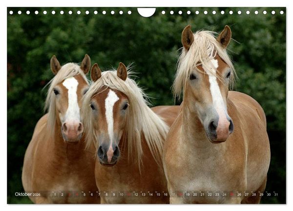 Produktbild: Haflinger Sch&ouml;nheiten (Wandkalender 2026 DIN A4 quer), CALVENDO Monatskalender