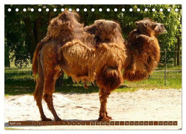 Produktbild: Kamele &bull; Dromedar & Trampeltier (Tischkalender 2026 DIN A5 quer), CALVENDO Monatskalender