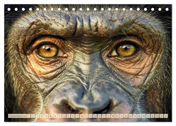 Produktbild: Die Augen der Wildnis (Tischkalender 2027 DIN A5 quer), CALVENDO Monatskalender