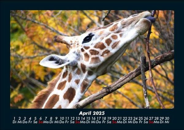 Produktbild: Giraffen 2025 Fotokalender DIN A5