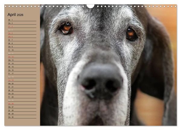 Produktbild: Deutsche Doggen - Sanfte Riesen (Wandkalender 2026 DIN A3 quer), CALVENDO Monatskalender