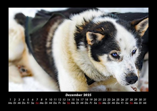 Produktbild: Hundezauber 2025 Fotokalender DIN A3