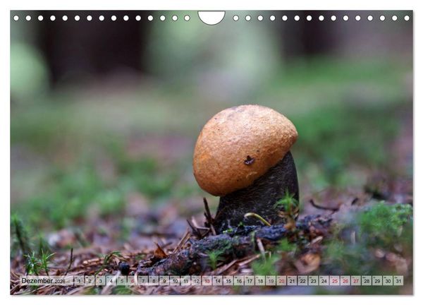 Produktbild: Waldpilz-Impressionen (Wandkalender 2026 DIN A4 quer), CALVENDO Monatskalender