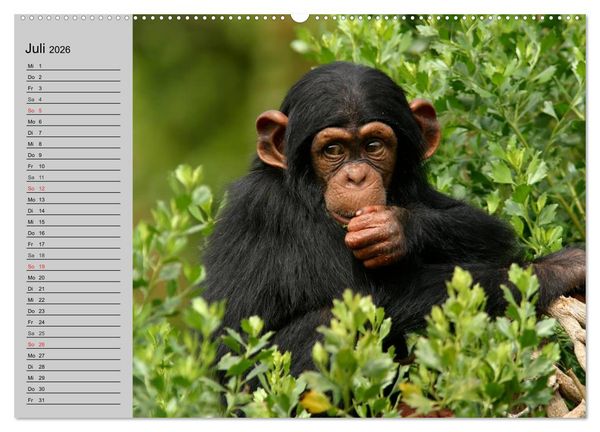 Produktbild: Schimpansen (hochwertiger Premium Wandkalender 2026 DIN A2 quer), Kunstdruck in Hochglanz