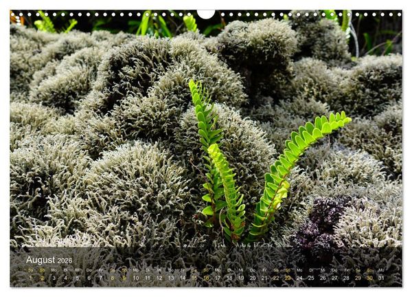 Produktbild: La Reunion - Traumhafte K&uuml;sten und Hochgebirge (Wandkalender 2026 DIN A3 quer), CALVENDO Monatskalender