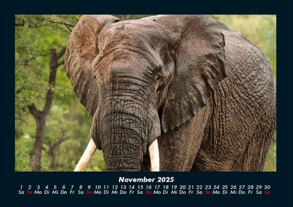 Produktbild: Elefanten 2025 Fotokalender DIN A4