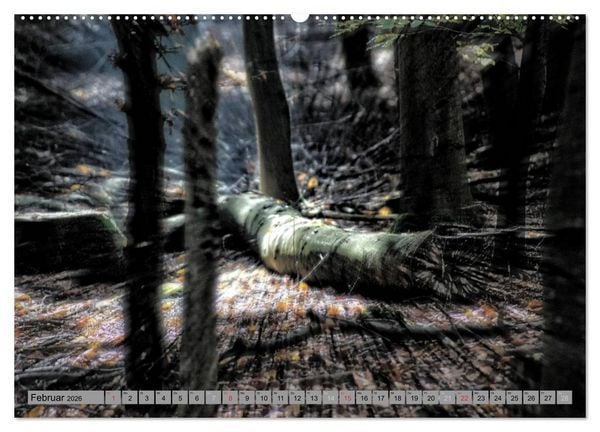 Produktbild: Spaziergang durch den Zauberwald (Wandkalender 2026 DIN A2 quer), CALVENDO Monatskalender