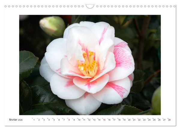 Produktbild: Cam&eacute;lias mystiques (Calendrier mural 2026 DIN A3 vertical), CALVENDO calendrier mensuel